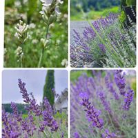 ラベンダー,花のある暮らし,ハーブのある暮らしの画像