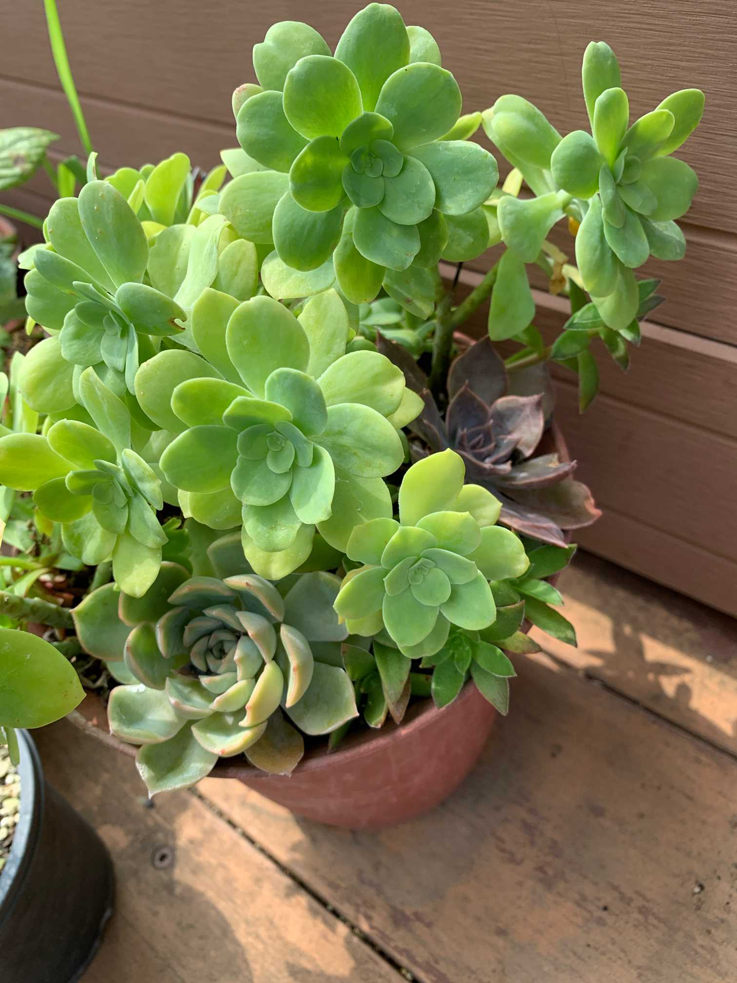 多肉植物の紅葉を見たい🍁半年報告👶｜🍀GreenSnap（グリーンスナップ）