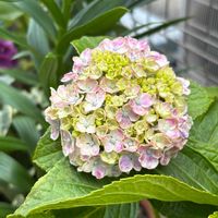 ルリマツリ,ルリマツリ,紫陽花 ドライフラワー,紫陽花　あじさい　アジサイ,アジサイ 星響の画像