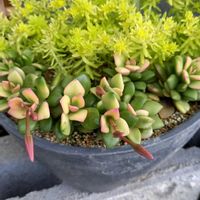 セダム,桜吹雪,多肉植物,夏の花,もりもり多肉の画像