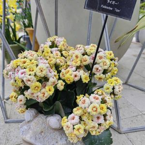 カランコエ,温室,東山植物園,6日はカエルの日の画像