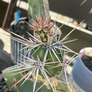 サボテン,多肉植物,観葉植物,接木サボテンの画像