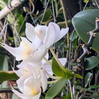 ミニ胡蝶蘭,お花,沖縄,可愛い♡,癒し♡の画像