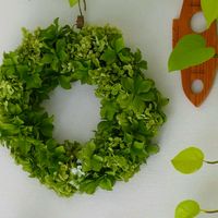 アナベルリース,リース,紫陽花 アジサイ あじさい,紫陽花リース,❀すず❀紫陽花の画像