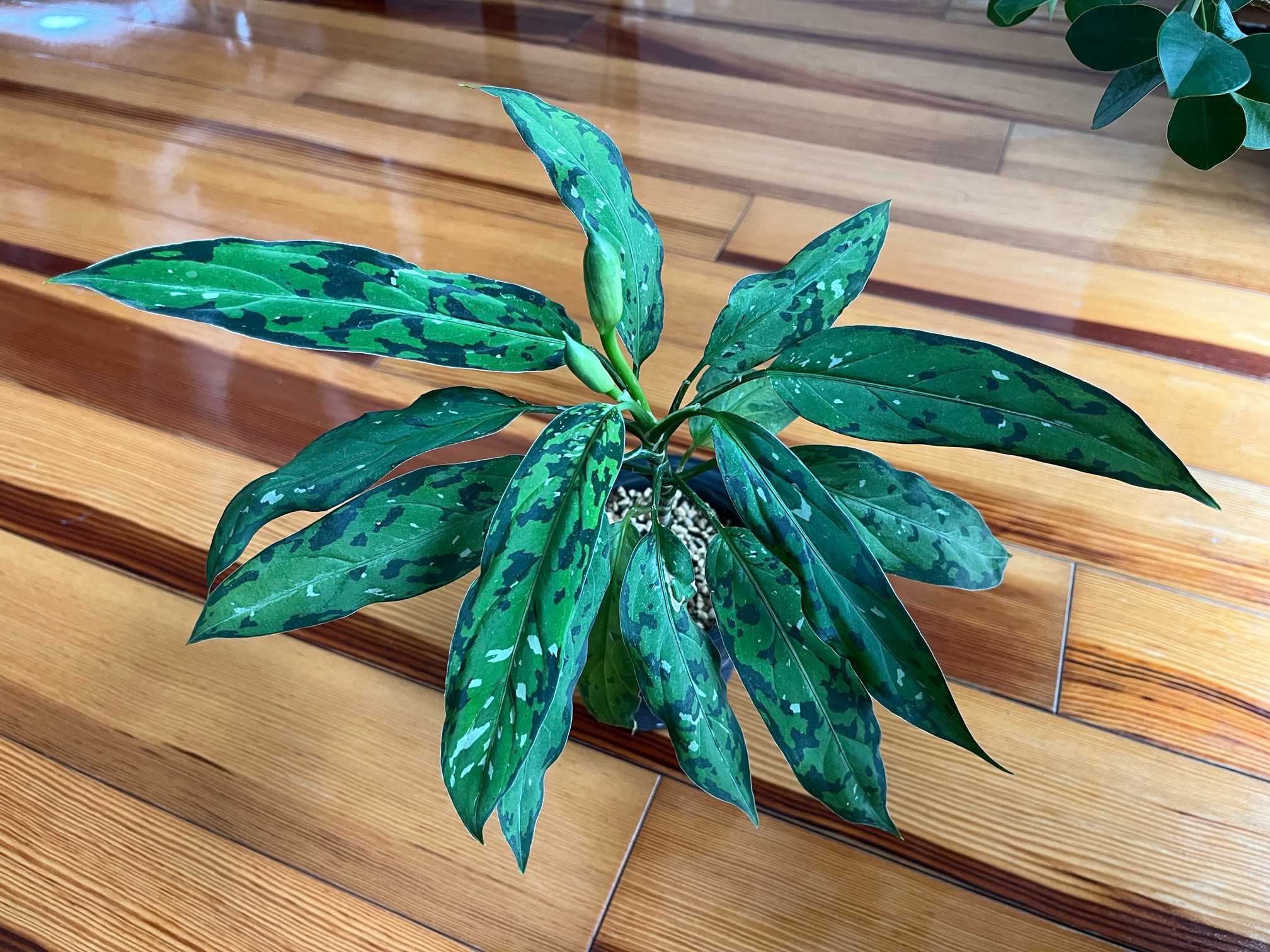 【アグラオネマ ピクタム 】希少な細葉 フォロー割実施中です♪発根済み アグラオネマ ピクタム 】希少な細葉 フォロー割実施中です♪発根済み