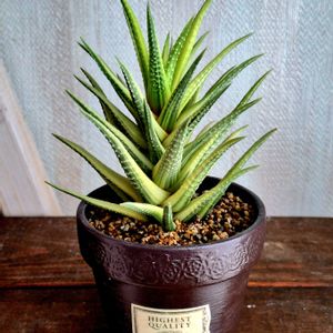 斑入り,ハオルチア 黄金鼓笛錦,ハオルチア 黄金鼓笛錦,多肉植物,ハオルチア属の画像