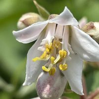 ウツギ,卯の花,落葉低木の画像