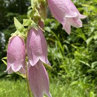 ホタルブクロ,ヤマホタルブクロ,山野草の画像