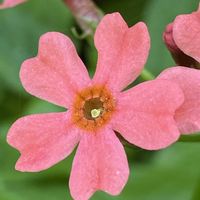 クリンソウ,山野草の画像