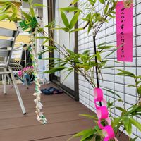 黒竹,鉢植え,七夕,七夕飾り,願いよ届けの画像