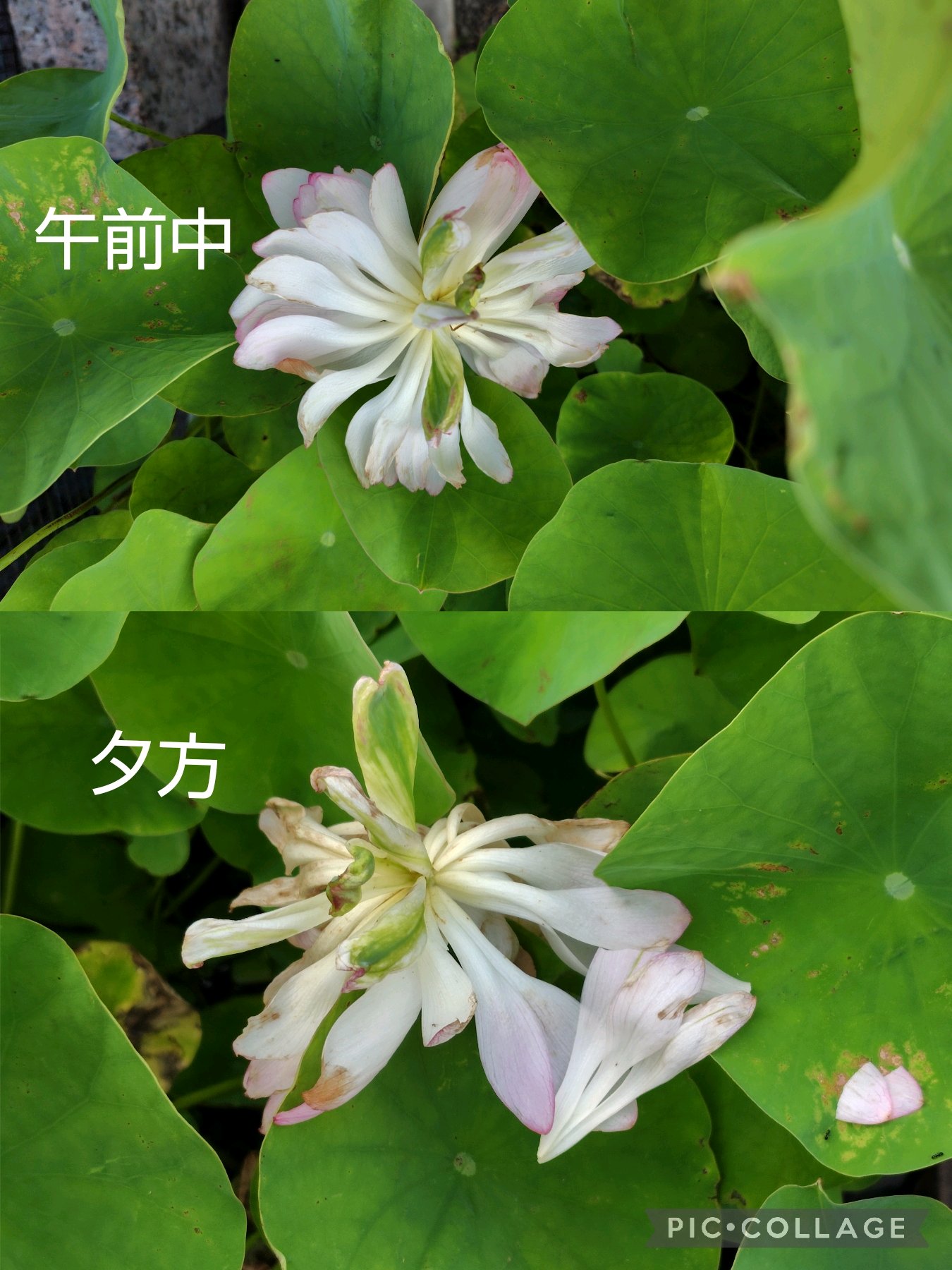 ハスの花 咲くまで｜🍀GreenSnap（グリーンスナップ）
