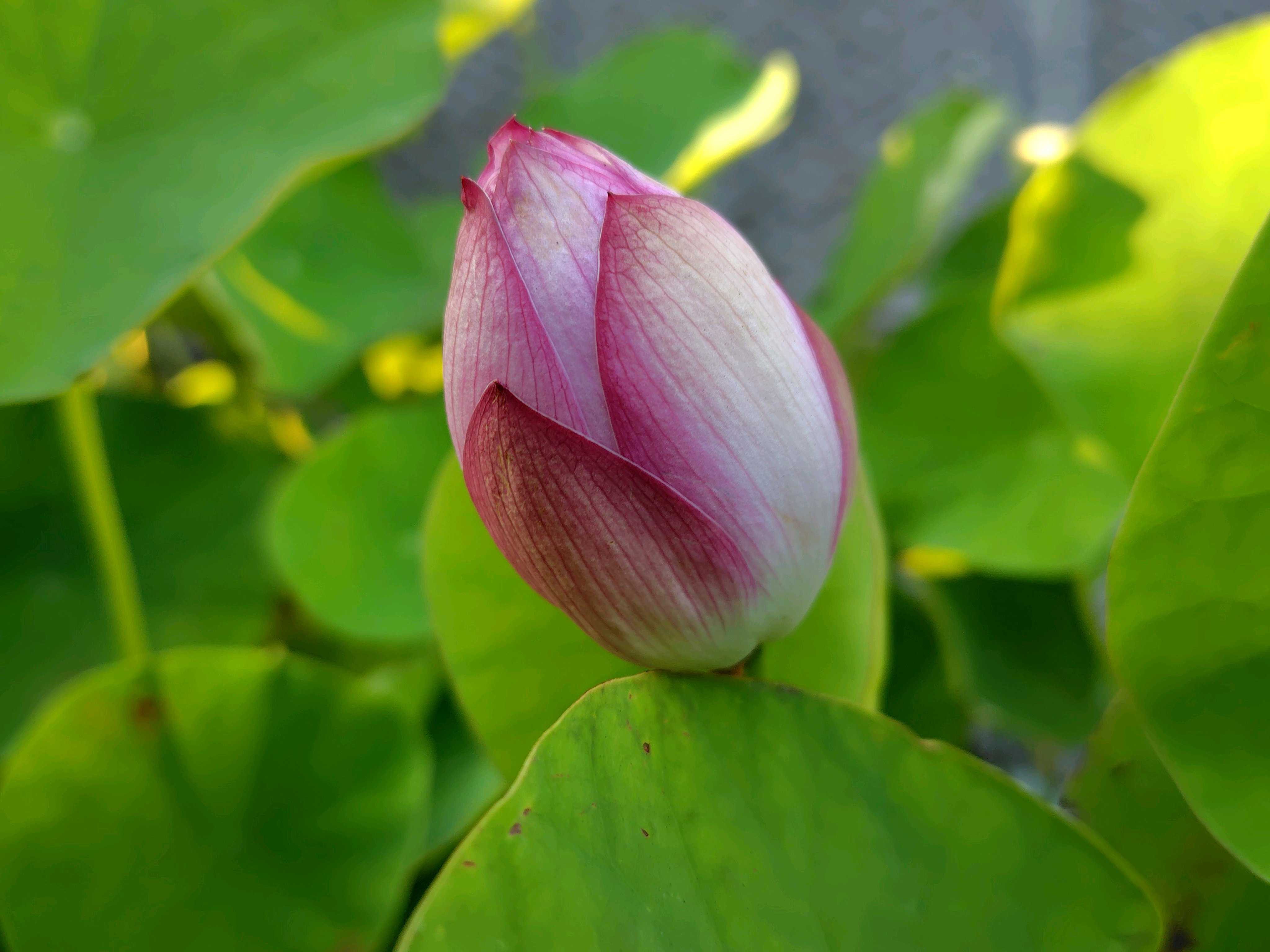 ハスの花 咲くまで｜🍀GreenSnap（グリーンスナップ）