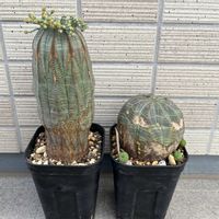 オベサ,多肉植物,ユーフォルビア,ベランダー,ユーフォルビア ・オベサの画像