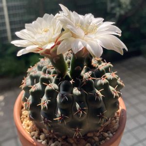 瑞昌玉,多肉植物,鉢植え,花芽,開花の画像