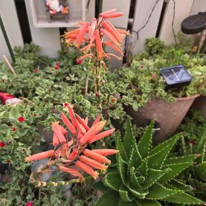 アロエ,多肉植物,花壇,花芽,植物の画像