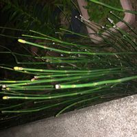 トクサの画像