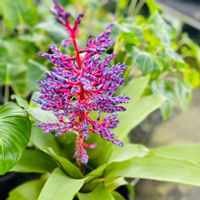 エクメア・フェンドレリ,エクメア・フェンドレリ,アナナス,熱帯植物の画像