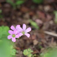 ジニア,ムラサキカタバミ,白い花,ピンクの花,かわいい雑草の画像