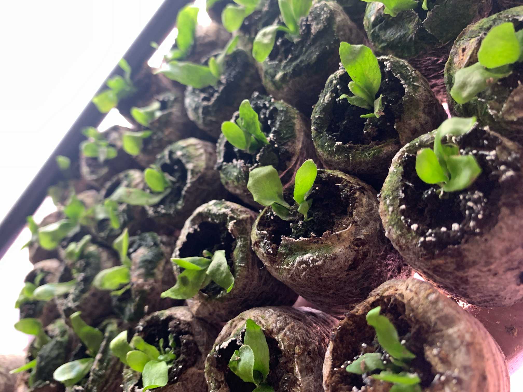 胞子培養の記録 ビカクシダギンカ 2024.3月〜｜🍀GreenSnap（グリーン