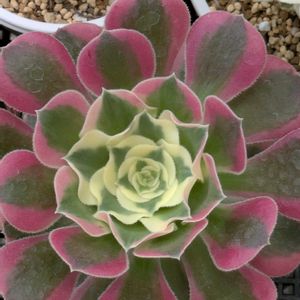 アエオニウム ホワイトフェニックス,寄せ植え,多肉植物,葉挿し,リメ缶の画像