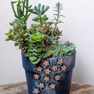 彦星,織姫,多肉寄せ植え,七夕,狭いベランダの画像