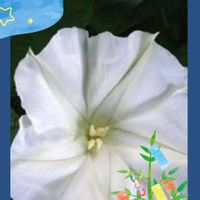 観葉植物,鉢植え,花のある暮らし,緑のある暮らし,可愛いお花の画像