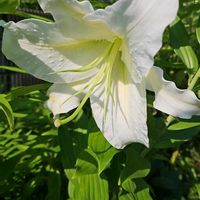 カサブランカ,ダリア,フジ,南花壇,お花のボランティア(高齢者施設)の画像