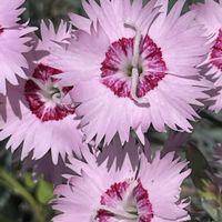 セキチク,花壇,ガーデニング,山野草,ナデシコ科の画像