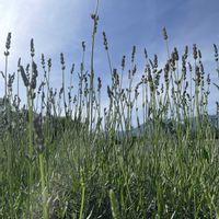 ラベンダー,スワッグ,元気もらえる,お花のある暮らし,笑って咲く花の画像
