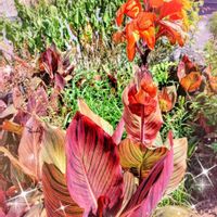 カンナ,グラジオラス,ナンテン,ムラサキシキブ,エケベリアの画像