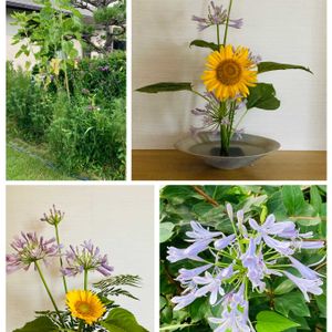 アガパンサス,ヒマワリ,生け花,花のある暮らしの画像