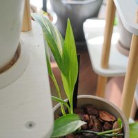 アロカシア,エピプレムナム,アロカシア・ピンクドラゴン,観葉植物,成長記録の画像