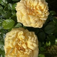 アジサイドライフラワー,タピアン,キャット・テイル,バラの花 二番花,ティップントップの画像