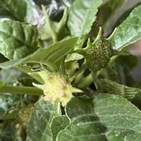 ドルステニア・フォエチダ,ドルステニア愛でる会,多肉植物,塊根植物,ドルステニア属の画像