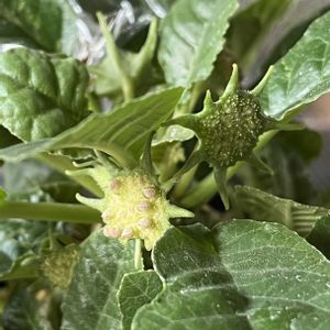 ドルステニア・フォエチダ,ドルステニア愛でる会,多肉植物,塊根植物,ドルステニア属の画像