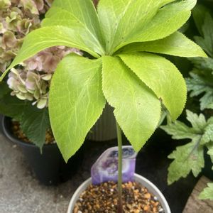 ヘレボルス,おうち園芸の画像