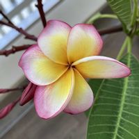 プルメリア,プルメリア,花弁が6枚,観葉植物,お花の画像