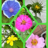 ゴーヤ,ゴーヤ,ジニア,カボス,カボスの画像