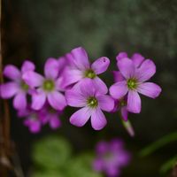 ムラサキカタバミの画像