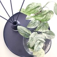スキンダプサス,スキンダプサス　バホロック,スキンダプサス　ハリムーン,インドアグリーン,インテリアグリーンの画像