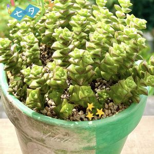 小米星,多肉植物,七夕,自作リメ鉢,埼玉タニラーの画像