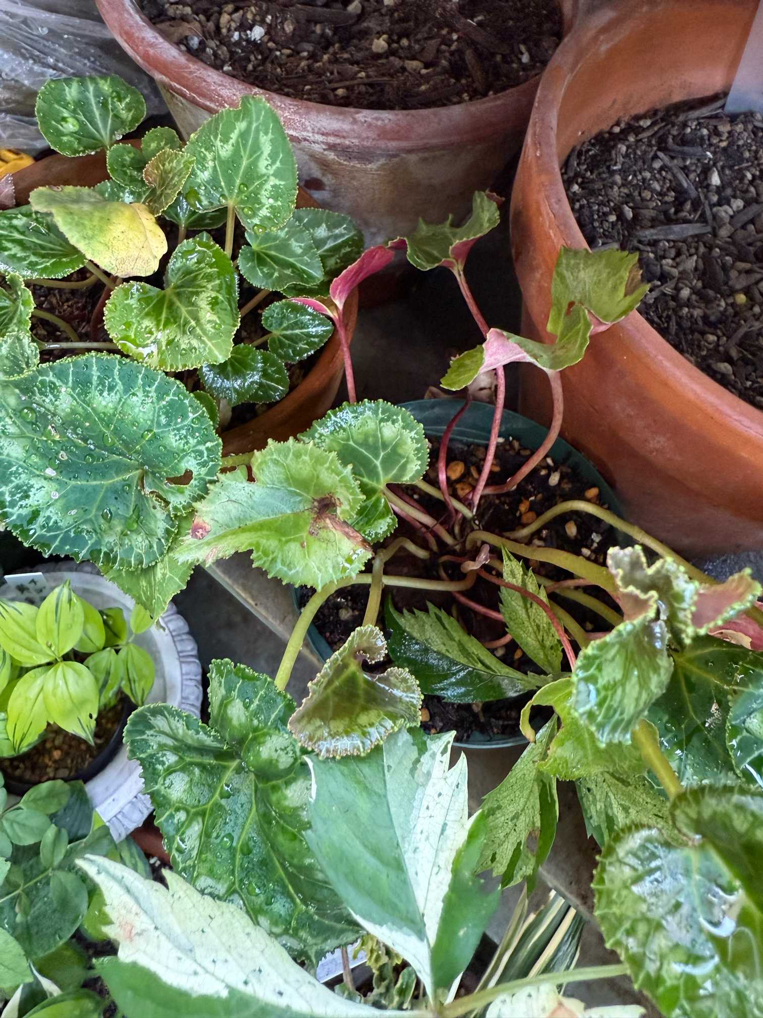 シクラメンのこぼれだねを育てる②｜🍀GreenSnap（グリーン