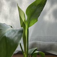 ストレリチア,観葉植物,窓辺の画像