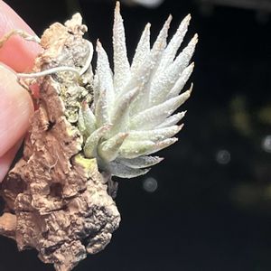 イオナンタ,チランジア属,インテリアグリーン,植物のある暮らし,植中毒の画像