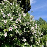 ノイバラ,ムクゲ,スダジイ,癒し,スッキリ爽やかの画像