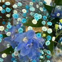 カスミソウ,カスミソウ,デルフィニウム,デルフィニウム,✨今日のお花✨の画像