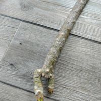 プルメリア,瑠璃兜,兜丸,ユーフォルビア・パキポディオイデス,観葉植物の画像