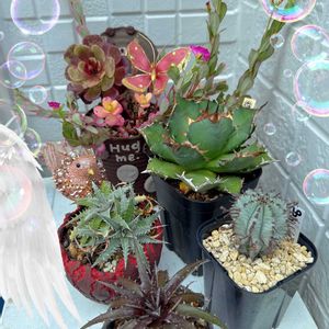 ヒモサボテン,ギムノカリキウム ミハノビッチ,サボテン科,ギムノカリキウム属,いつもありがとう♡の画像