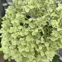 エア プランツ,寄せ植え,多肉植物,観葉植物,小さな花壇の画像