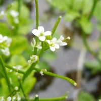 タネツケバナ,お出かけ先の画像